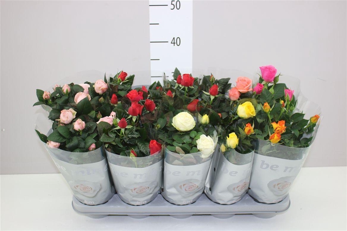 <h4>Rosa Beau Monde Gemengd</h4>