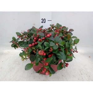 Gaultheria proc.