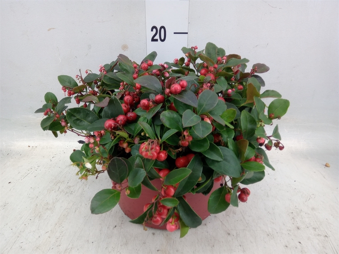 <h4>Gaultheria proc.</h4>