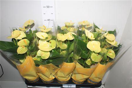 <h4>Anthu An Vanilla 4+</h4>