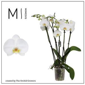 Phalaenopsis Nottingham 5+ spike – 12cm | Mimesis