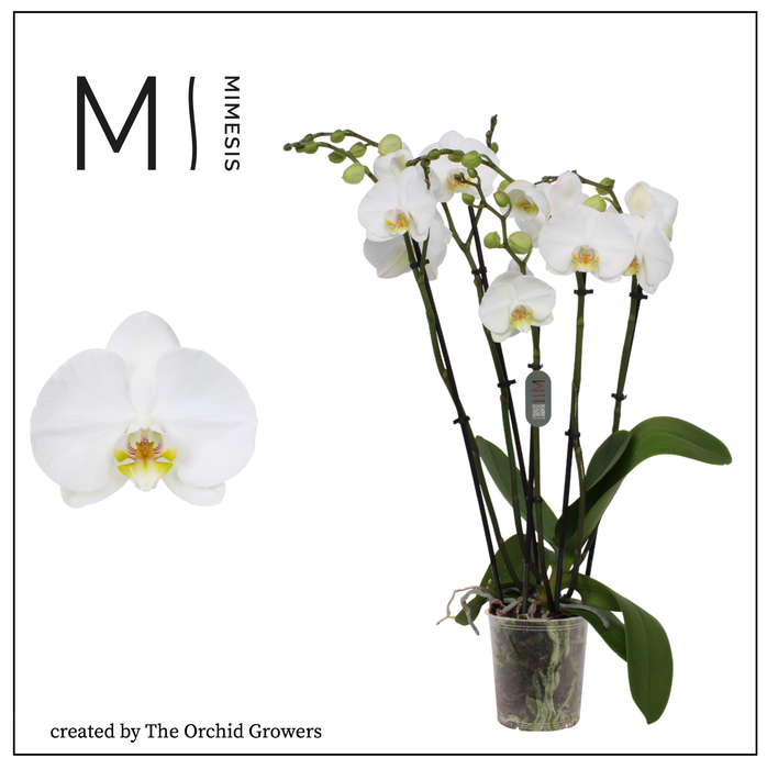 <h4>Phalaenopsis Nottingham 5+ spike – 12cm | Mimesis</h4>