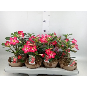 Adenium obesum 'Anouk'