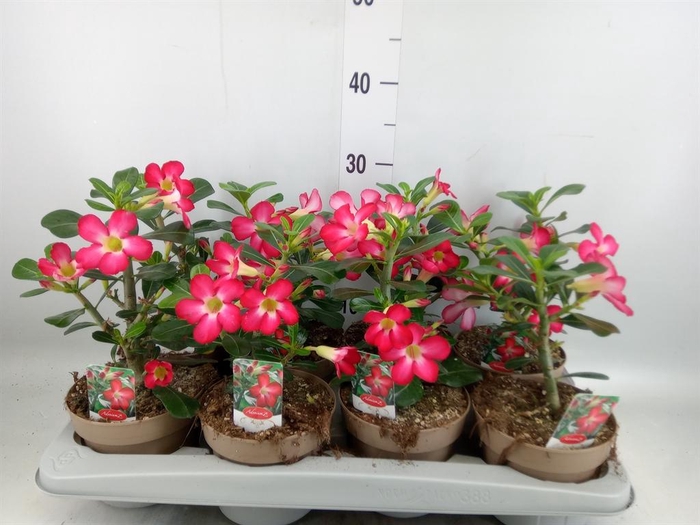 <h4>Adenium obesum 'Anouk'</h4>