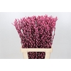 Salix Caprea Snow Flake P. Pink