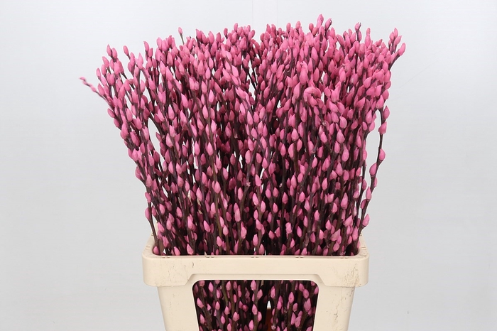 Salix Caprea Snow Flake P. Pink