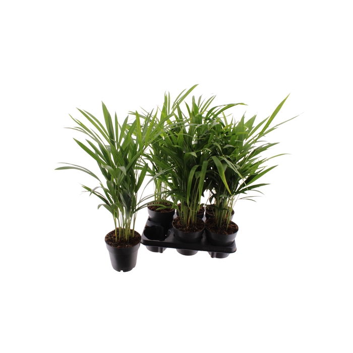<h4>Areca lutescens 14Ø 60cm 30pp</h4>