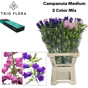 CAMP MEDIUM 2 COLOR MIX Small Box 40