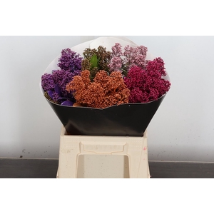 Skimmia Wx Gemengd