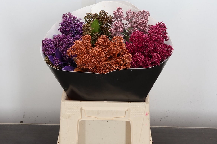 <h4>Skimmia Wx Gemengd</h4>