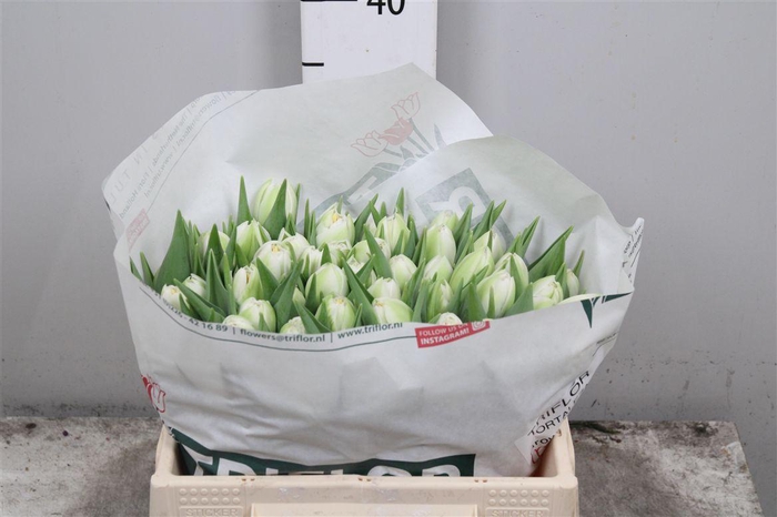 <h4>Tu Du Fortaleza</h4>