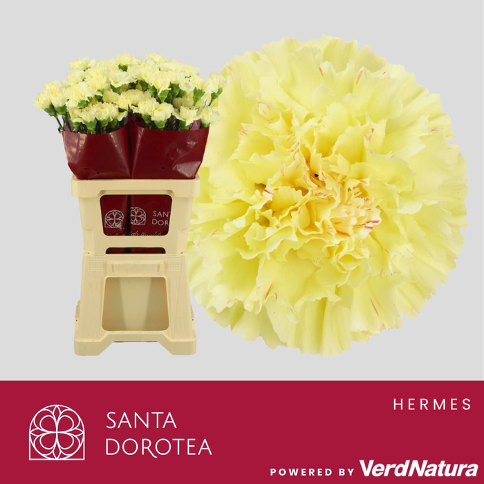 <h4>DI ST HERMES</h4>