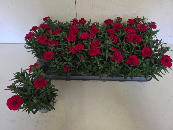 <h4>DIAN OSC CHERRY</h4>