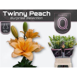 Li La Twinny Peach
