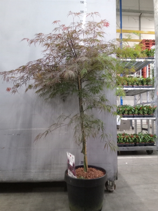 <h4>Acer palmatum 'Firecracker'</h4>