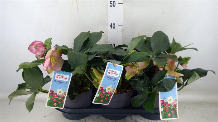 <h4>Helleborus   ...</h4>