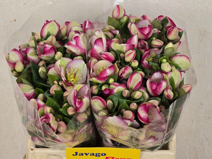 <h4>HELL FRK GLENDA GLOS</h4>