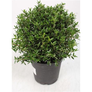 Myrtus Communis Bush - 1079