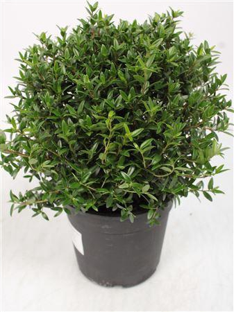 <h4>Myrtus Communis Bush - 1079</h4>