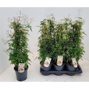 Jasm Polyanthum Wit