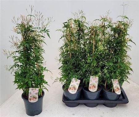 <h4>Jasm Polyanthum Wit</h4>