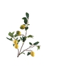 Citrus Yellow