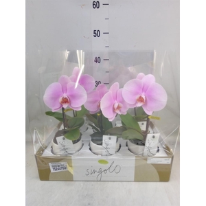 Phalaenopsis   ...rose