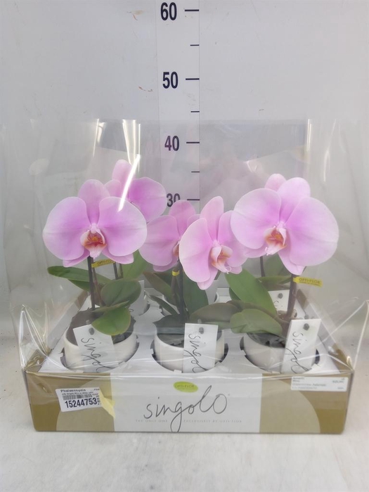<h4>Phalaenopsis   ...rose</h4>