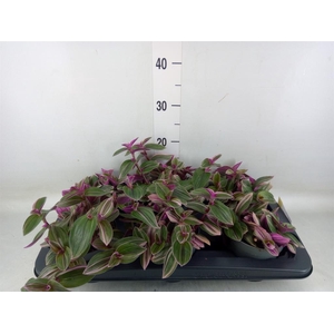 Tradescantia   ...