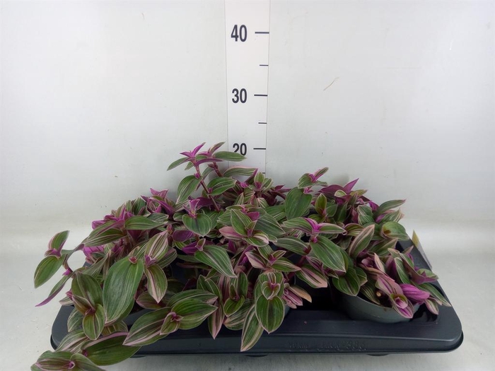 <h4>Tradescantia   ...</h4>