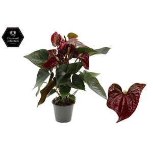 Anthurium 17cm Tranquillo in transparant sleeve
