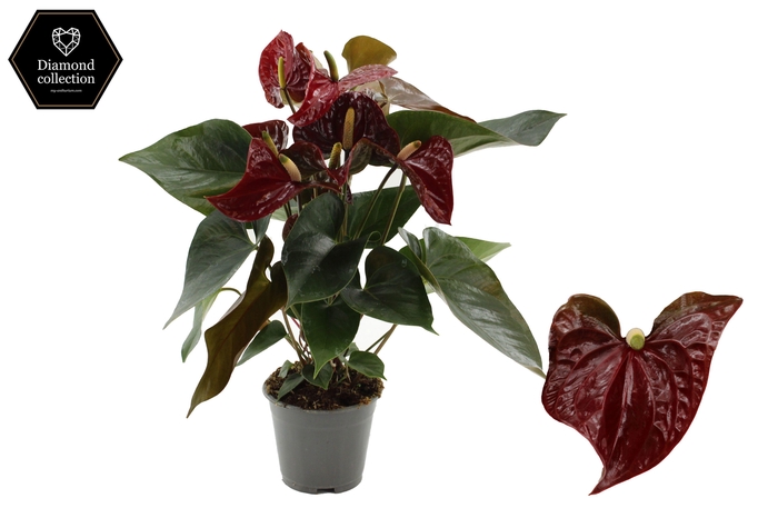 <h4>Anthurium 17cm Tranquillo in transparant sleeve</h4>