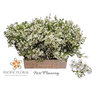 Chame Denmark Pearl