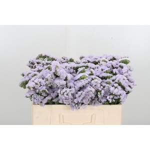 Lim S Tessa Lavender