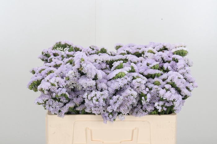 <h4>Lim S Tessa Lavender</h4>