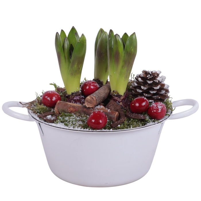 <h4>Winter Arr. Hyacint Zinc Bowl With Handles White Ø20cm 3PP</h4>