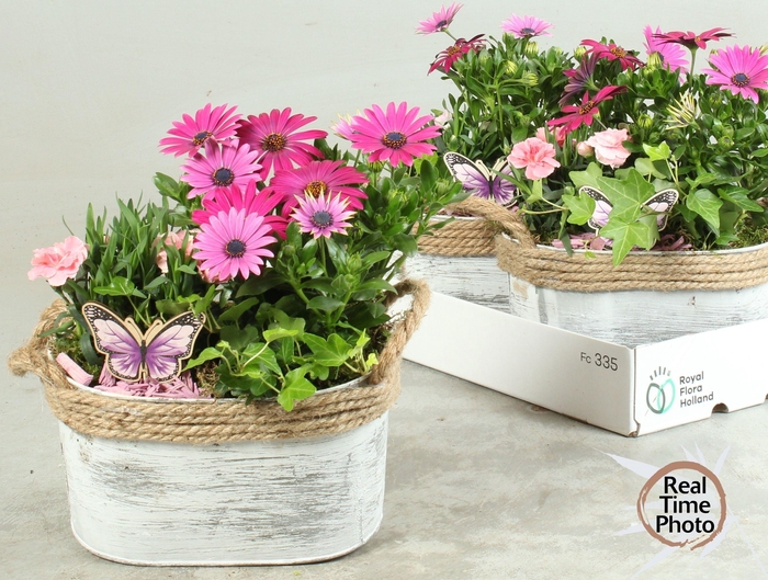 <h4>ARR TUINPLANTEN</h4>