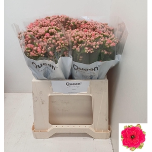 KAL SENS PINK MEADOW