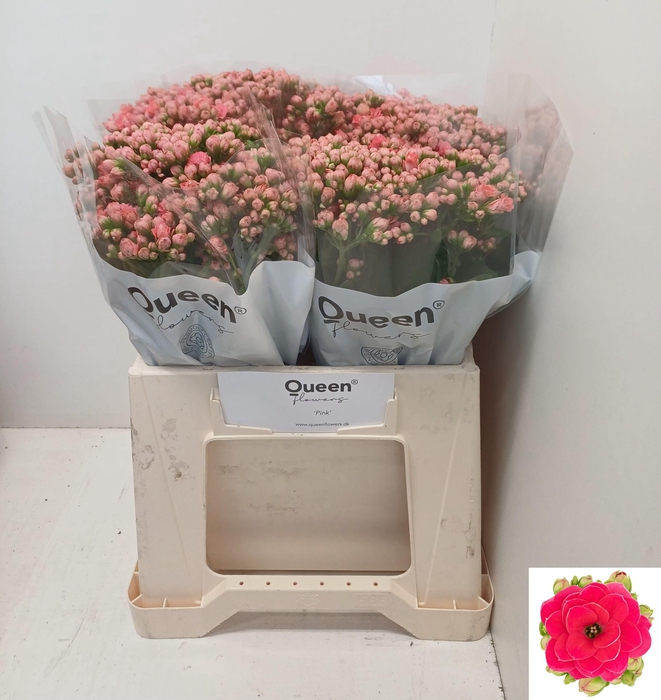 <h4>KAL SENS PINK MEADOW</h4>