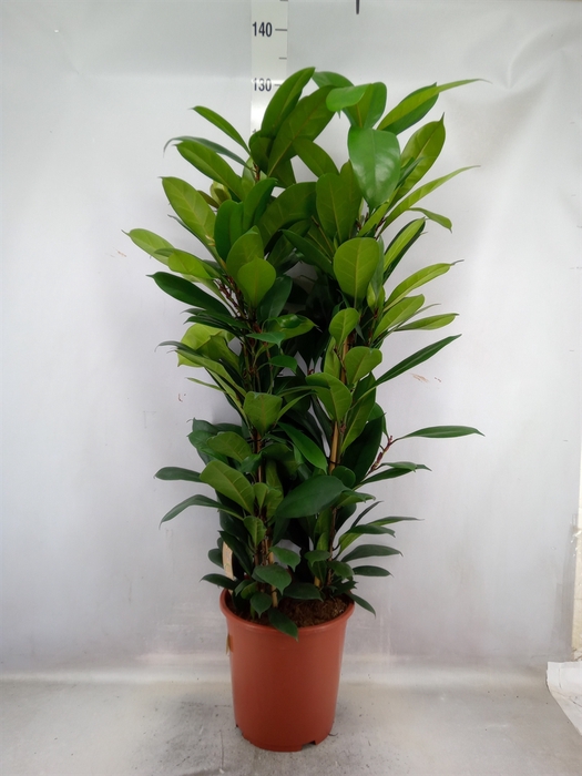 <h4>Ficus cyathistipula</h4>