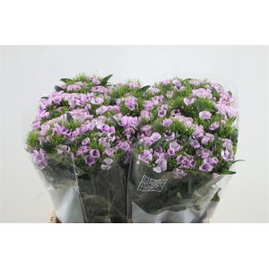 Di Barb Aldo Guicine