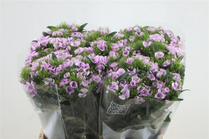 <h4>Di Barb Aldo Guicine</h4>