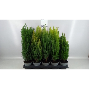 Conifers   ...mix