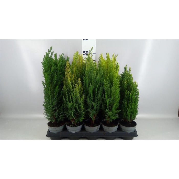 <h4>Conifers   ...mix</h4>