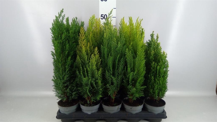 Conifers   ...mix