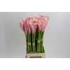 Zantedeschia Eydolls Pink