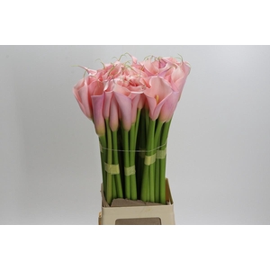 Zantedeschia Eydolls Pink