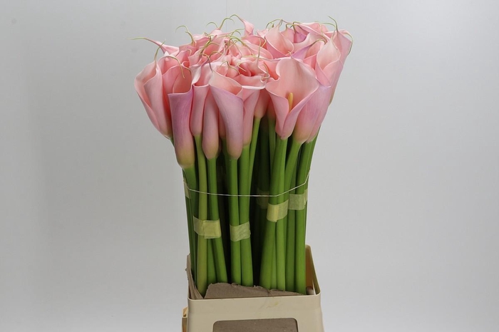 <h4>Zantedeschia Eydolls Pink</h4>