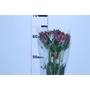 ALSTROEMERIA NATALYA 060 CM