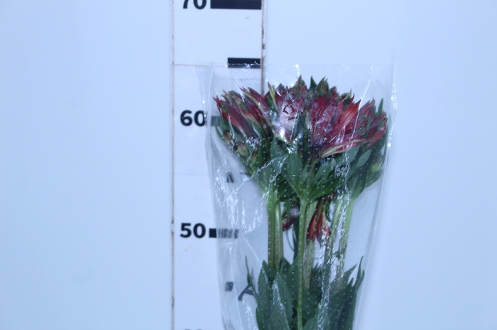 ALSTROEMERIA NATALYA 060 CM